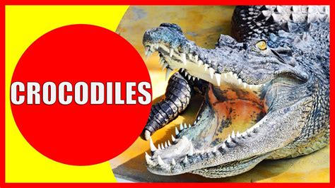 crocodile youtube|crocodile videos for kids.